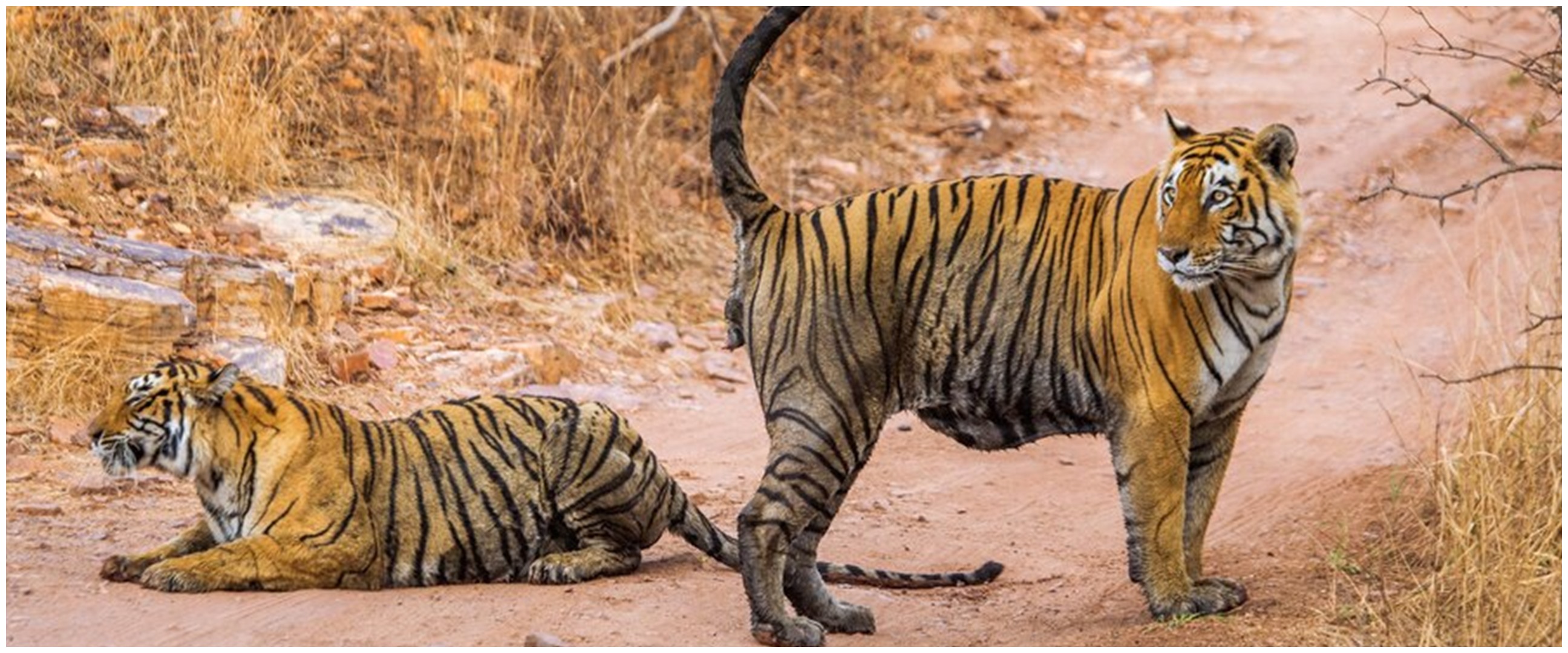 Asyik motoran, pasangan ini tiba-tiba diadang harimau liar