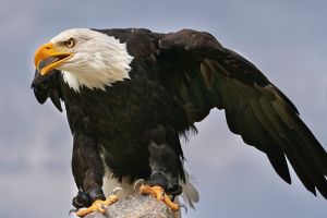 Jumlah elang yang kamu lihat tunjukkan potensi terbaik dalam dirimu