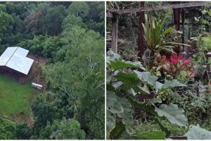 11 Potret kebun rumah hutan keluarga Andrew Kalaweit, tiap hari panen