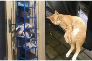 11 Potret lucu kucing tidur di sembarang tempat, bikin tepuk jidat
