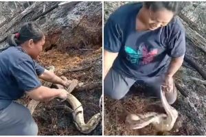 Aksi nekat emak-emak tangkap ular, bikin bergidik ngeri