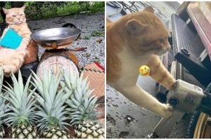 11 Potret nyeleneh jika kucing kerja bagai manusia, jadi montir