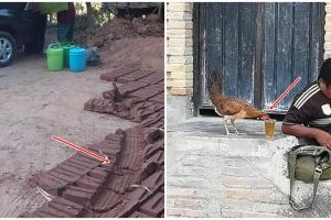 13 Potret lucu akibat nggak lihat-lihat, bikin tepuk jidat