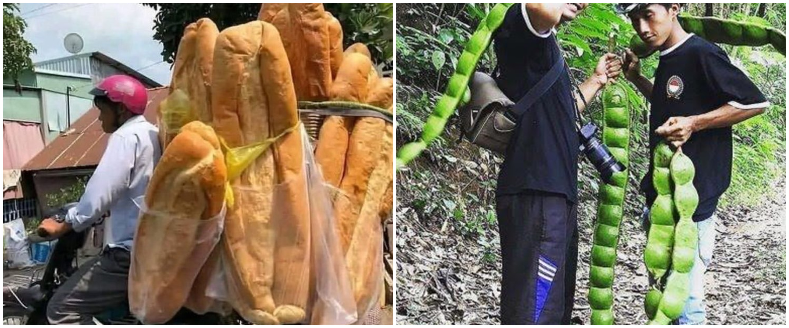 11 Potret lucu makanan ukurannya nggak biasa, bikin lihat dua kali