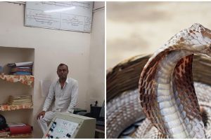 Ular kobra 1,8 meter masuk ruang panel kereta api, petugas tetap kalem