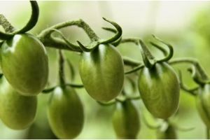 10 Bahan makanan jadi alternatif rasa asam pada masakan, mudah didapat