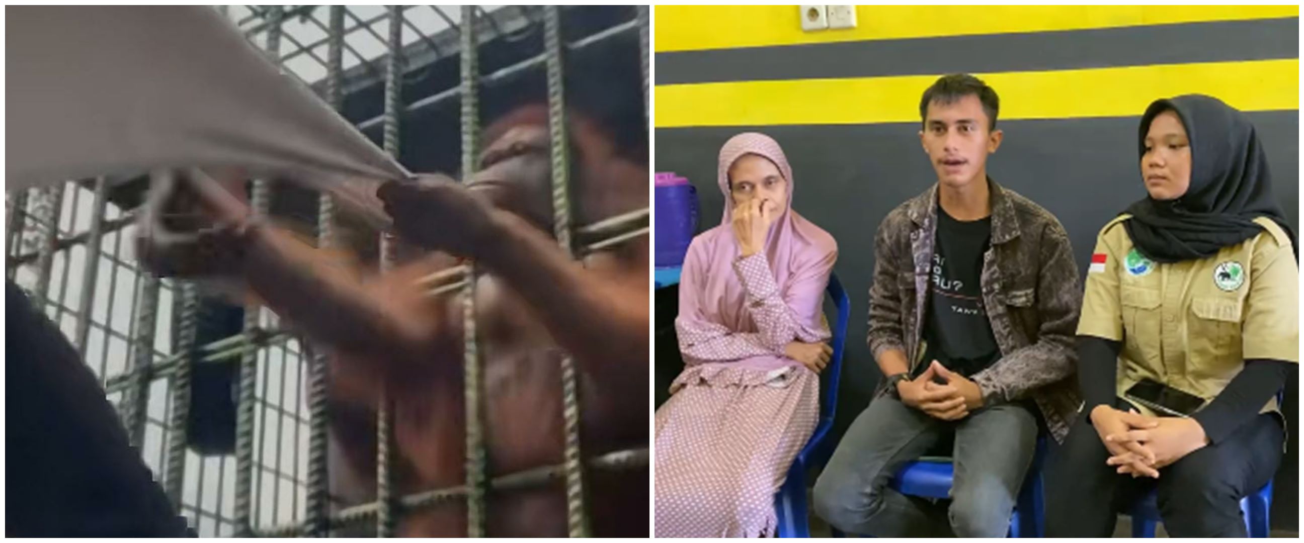 Videonya viral di TikTok, ini klarifikasi pria ditarik orang utan