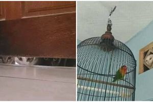 13 Momen absurd hewan lagi ngintip, ada yang bikin senam jantung