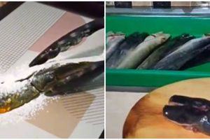 Cara jitu goreng lele agar tidak meletup dan tetap lurus, mudah ditiru