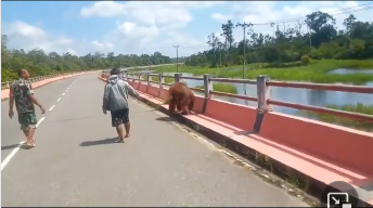 Aksi TNI kawal orangutan tersesat akibat banjir di Kalimantan