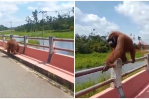 Aksi TNI kawal orangutan tersesat akibat banjir di Kalimantan