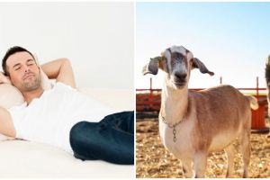 9 Arti mimpi seputar kambing, melambangkan rezeki dan keberuntungan