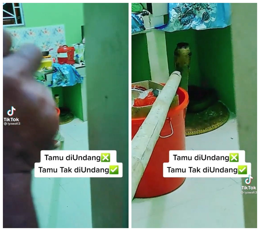 Ular King Cobra sembunyi di dapur rumah warga, bikin bergidik ngeri