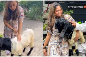Wanita ini hadiahi sang ayah kambing kurban, reaksinya mengharukan