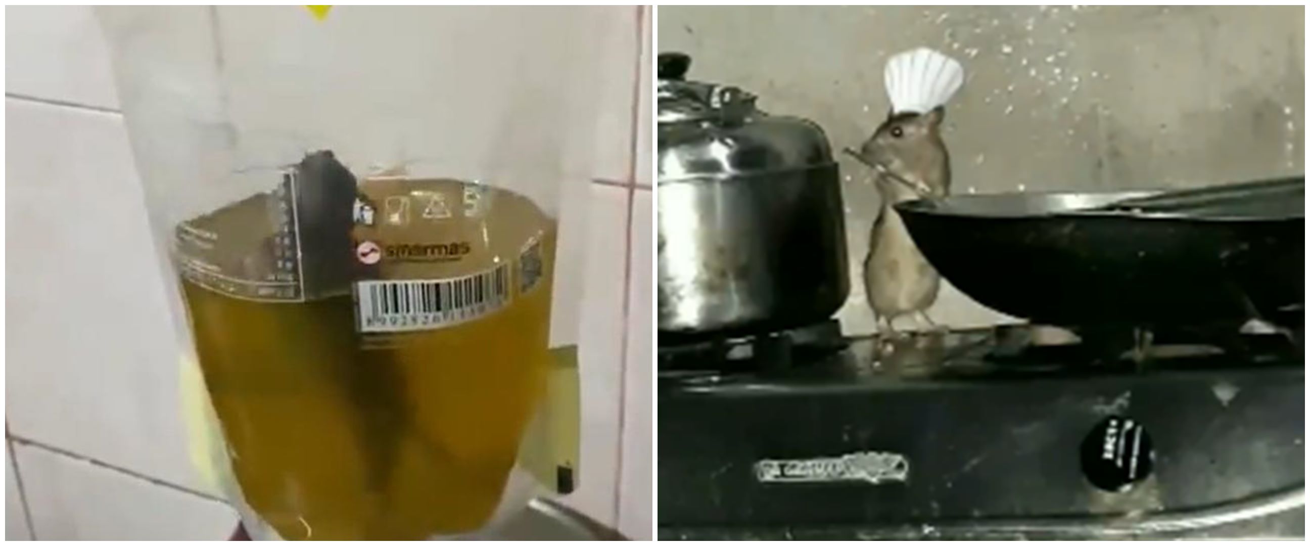 12 Momen kelakuan tikus di rumah, bikin geleng-geleng kepala