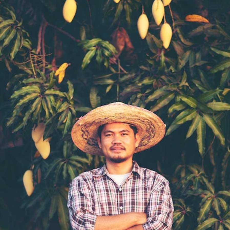 20 Arti mimpi memetik buah mangga menurut Islam dan primbon Jawa, tanda adanya keberkahan