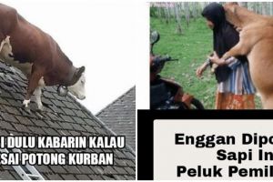 17 Meme kocak perilaku hewan kurban ini bikin kasihan sekaligus ngakak