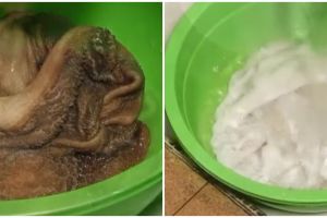Trik mudah bersihkan babat kambing, ampuh hilangkan bau prengus