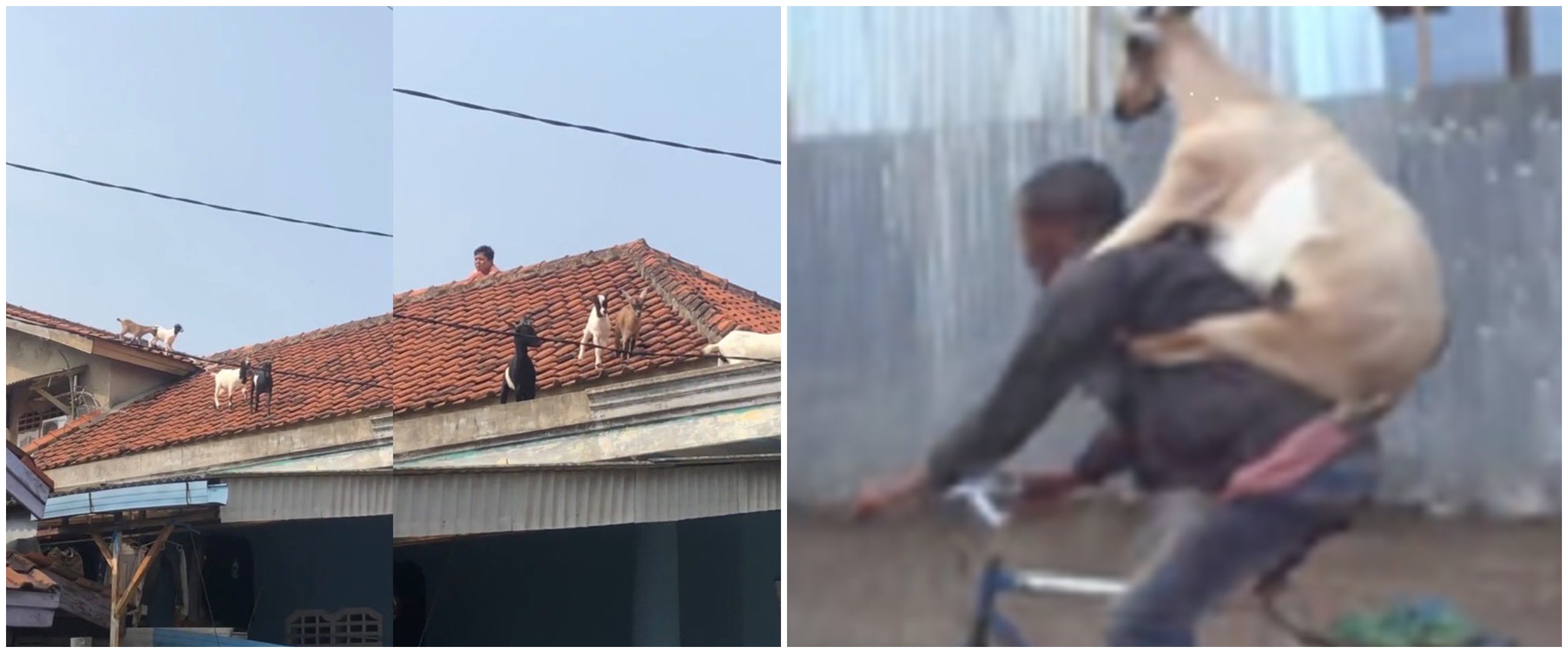 11 Tingkah lucu kambing kurban saat Idul Adha, kocak banget