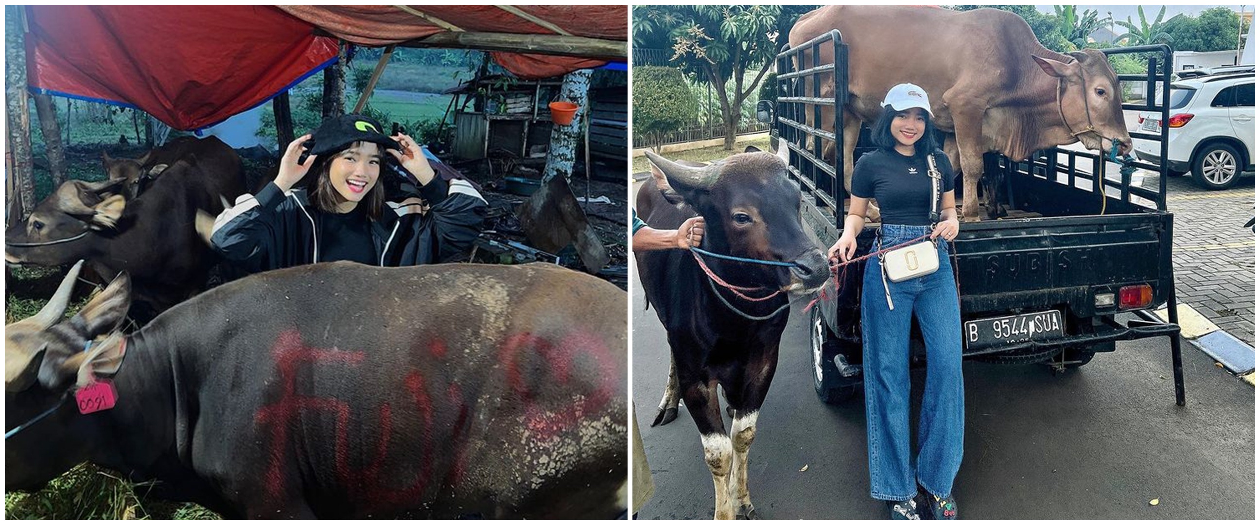 Beli 2 sapi, Fuji turut berkurban untuk mendiang Vanessa Angel & Bibi