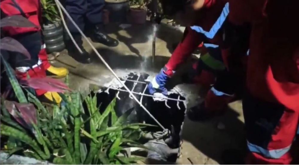 Sapi kurban jatuh ke drainase, momen evakuasinya bikin deg-degan