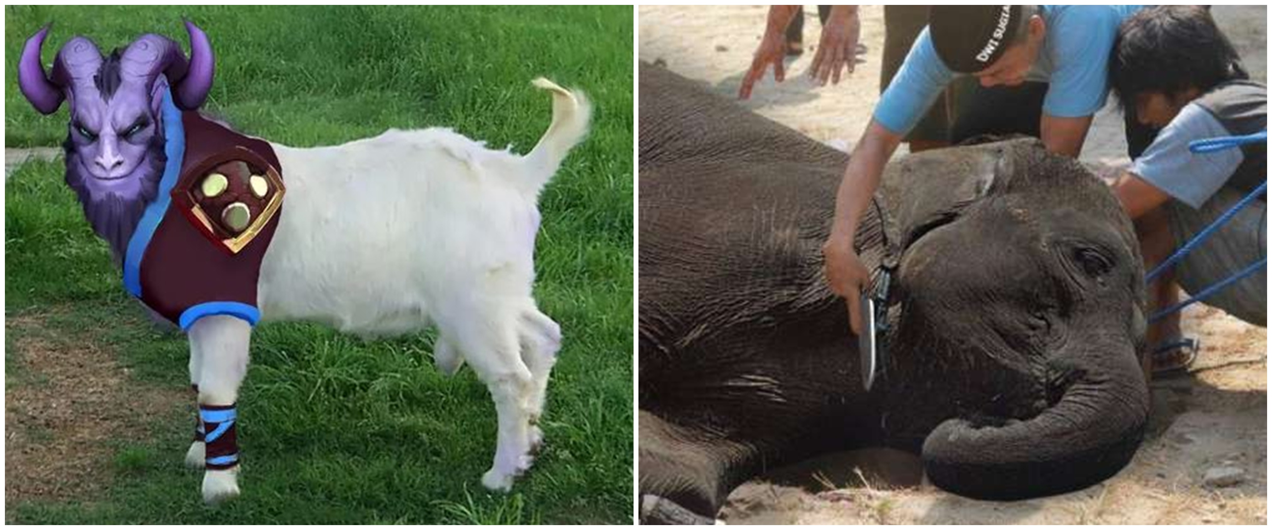 11 Editan foto hewan kurban Idul Adha ini kocak nggak habis pikir