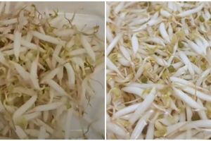 Cara mudah menyimpan tauge, awet dan tetap segar selama seminggu