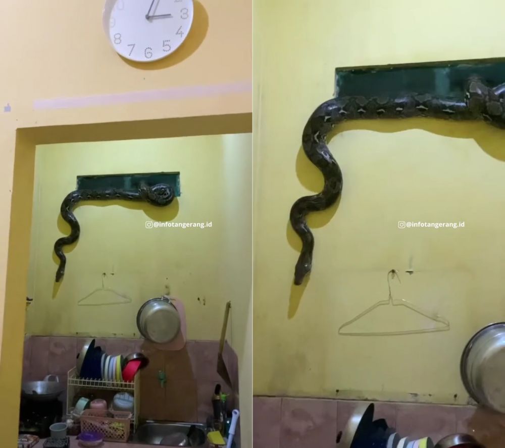 Aksi menegangkan evakuasi ular dari dalam kos, bikin was-was
