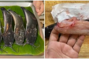 Cara cepat fillet ikan lele, mudah dan dagingnya tidak hancur