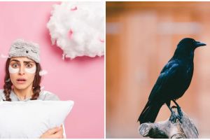 9 Arti mimpi seputar burung gagak, jadi simbol perjalanan hidup