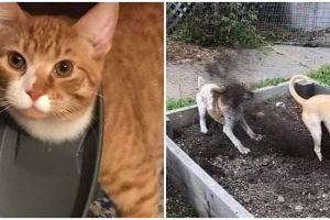 11 Momen lucu hewan kena apes ini kasihan tapi bikin ngakak