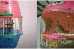 11 Potret lucu asal bikin kandang burung, hasilnya nggak terduga