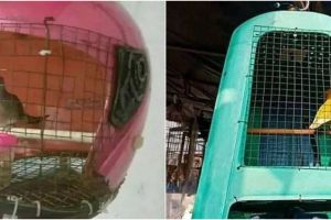 11 Potret uniknya kandang burung low budget, bukti kreatif tanpa batas