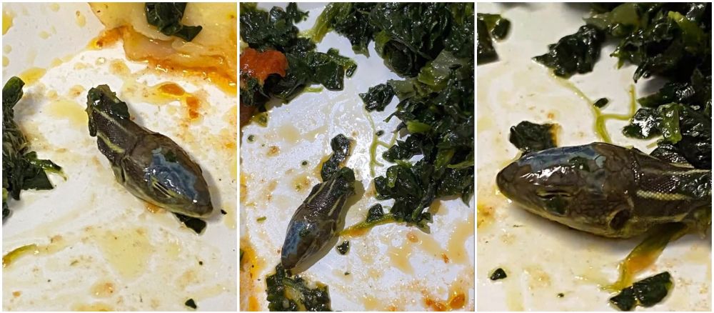 Pramugari temukan kepala ular dalam makanan di maskapai Turki