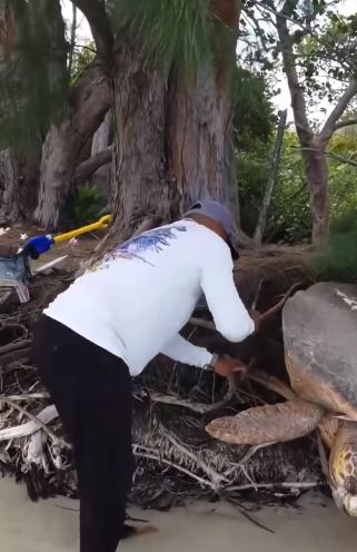 Momen pria bebaskan penyu raksasa dari jeratan akar pohon, deg-degan