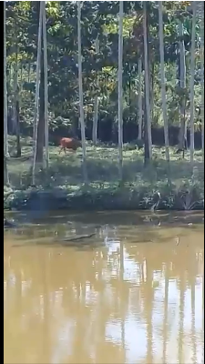 Nggak perlu repot, pria ini cukup meneriaki sapinya masuk kandang