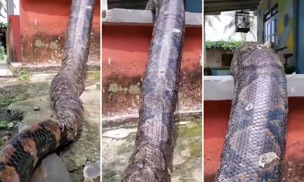 Penampakan ngeri ular piton besar saat ganti kulit di teras rumah