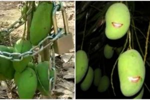 11 Potret kocak buah mangga di pohon ini penampakannya bikin cekikikan