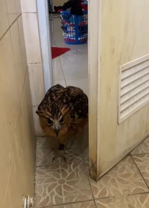 Takut ke kamar mandi, pria ini minta ditemani sosok tak terduga