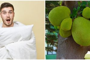 9 Arti mimpi buah nangka, tak selalu pertanda baik