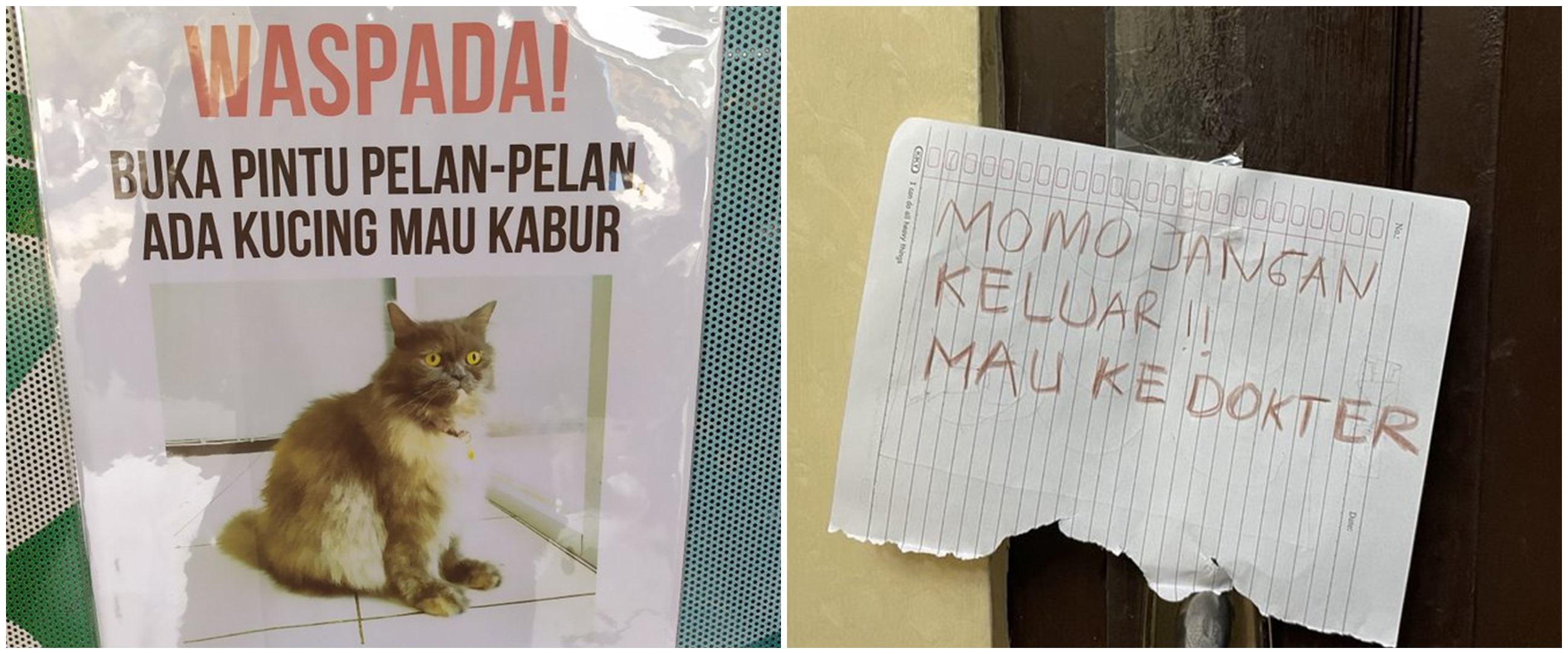 11 Peringatan lucu kucing dilarang keluar ini bikin senyum tipis