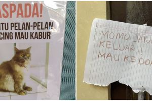 11 Peringatan lucu kucing dilarang keluar ini bikin senyum tipis