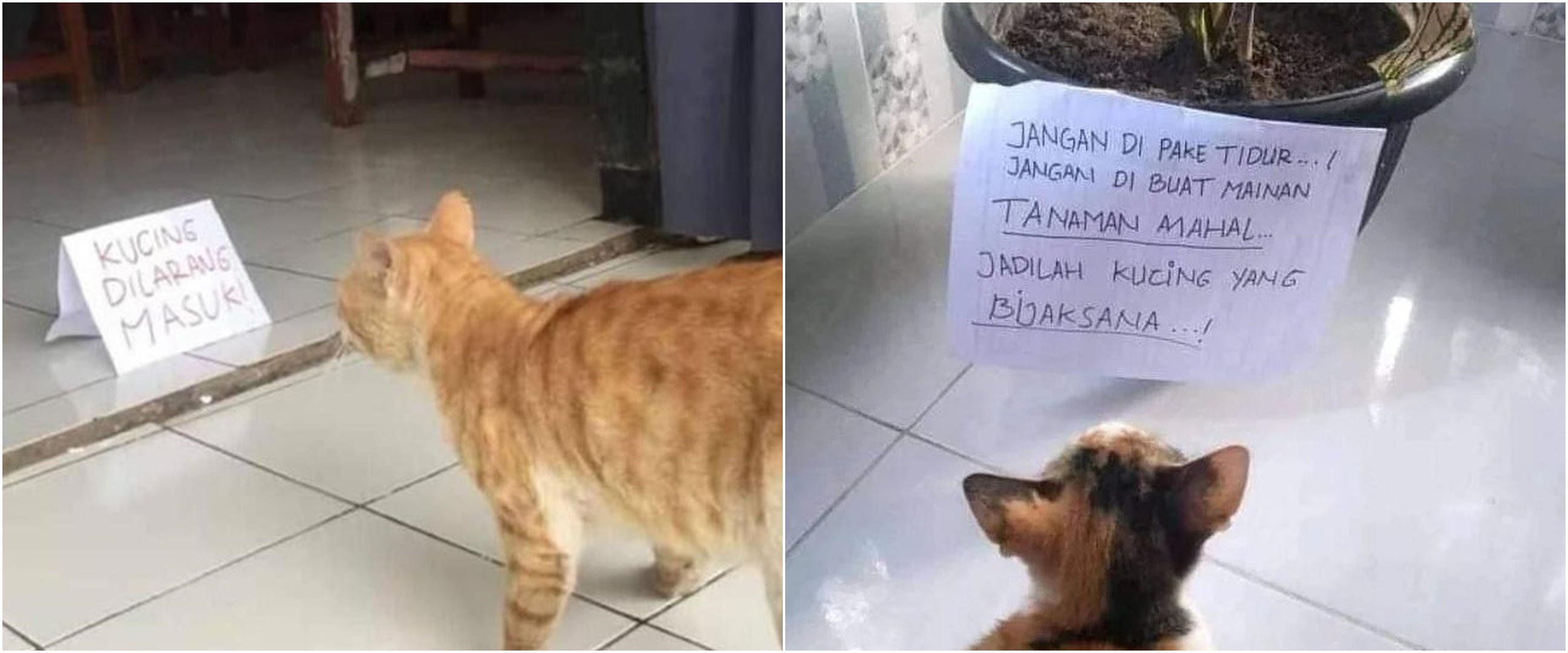 11 Tulisan lucu peringatan untuk kucing ini bikin nggak habis pikir
