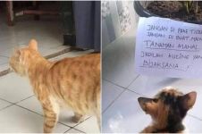 11 Tulisan lucu peringatan untuk kucing ini bikin nggak habis pikir