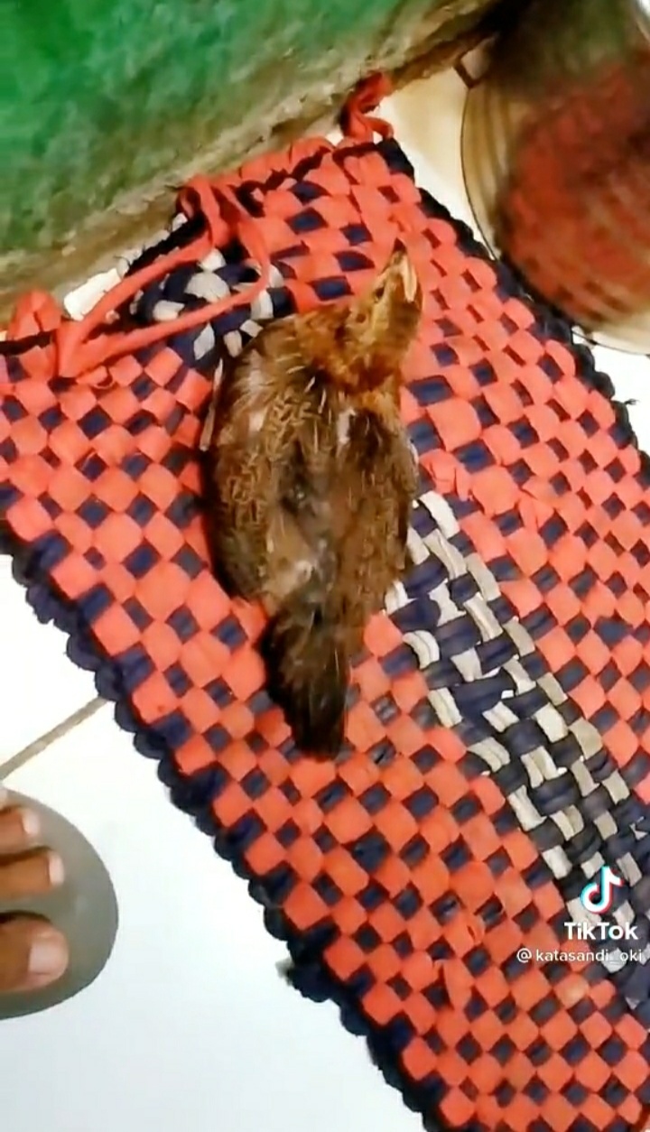 Ayam ini setia ngekor pemiliknya, ke warung pun nangkring di pundak