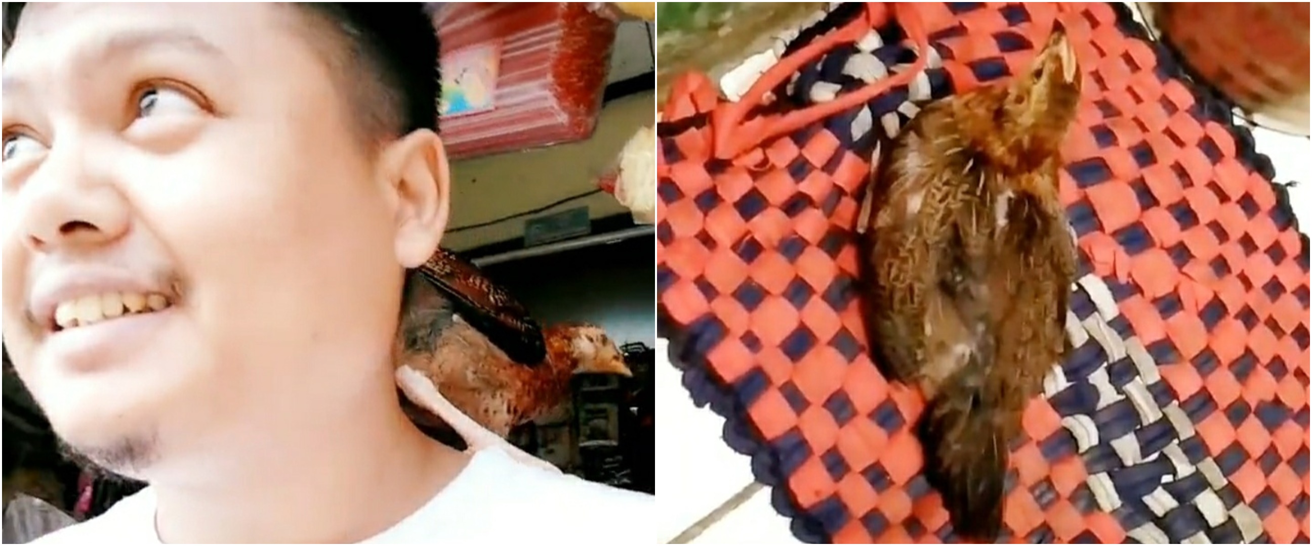 Ayam ini setia ngekor pemiliknya, ke warung pun nangkring di pundak