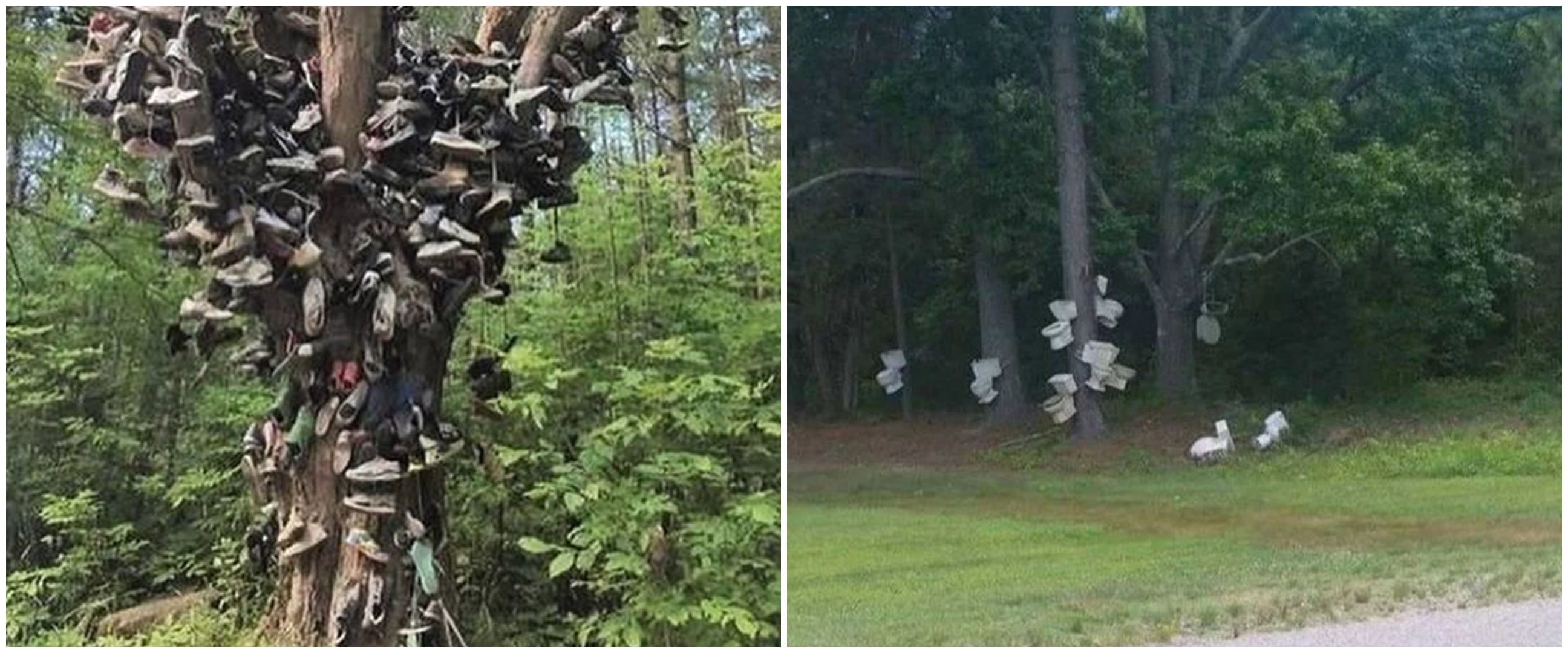 11 Penampakan benda di batang pohon ini bikin lihat dua kali