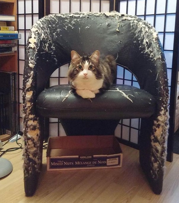 13 Momen apes barang rusak akibat hewan peliharaan ini ngeselin abis