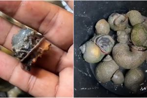Jangan sampai salah, ini cara masak keong sawah agar aman dikonsumsi