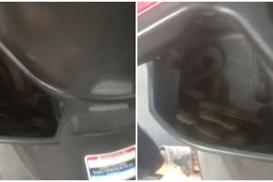 Bikin gemetar, wanita ini temukan ular 'numpang' di dashboard motornya